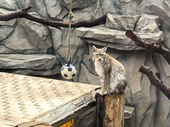 -青藏高原野生动物园