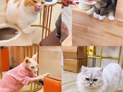 -猪盟咖啡店(玖洲道店)