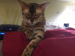 -猫色咖啡·猫咖