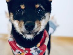 -柴犬小屋·柴餐厅·狗咖食堂(金鼎广场店)