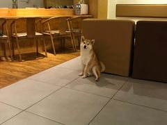 -柴务处·柴犬主题狗咖