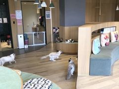 -CAT’S MEWSTAR CAFE·喵星球猫屋(晴湾咖啡店)