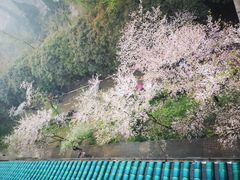-武汉大学-樱园