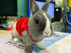 -雨林宠物医院 非犬猫异宠专科