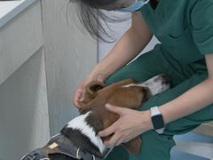 -美联众合动物医院·24h转诊中心