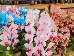 -双季花艺园艺市场(浦东店)