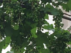 -万源龙顺度假庄园生态观光园