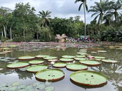 -中国科学院西双版纳热带植物园