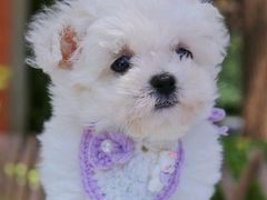 -翊宠yipet猫狗购宠庄园犬舍•猫舍