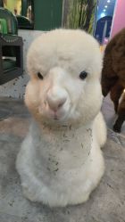 -神奇动物撸宠馆·羊驼·小浣熊·异宠(豫园店)
