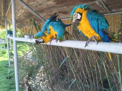 -西霞口神雕山野生动物世界