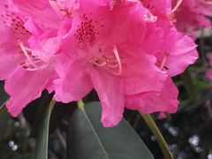 -墨尔本皇家植物园