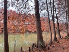 -上海海湾国家森林公园