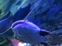 -芜湖新华联大白鲸海洋公园