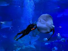 -烟台海昌鲸鲨海洋公园