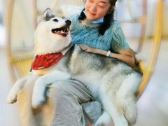 -Husky Go! 哈士奇体验馆·宠物咖啡厅狗咖