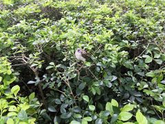 -燕晗山郊野公园