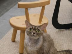 -山宅一喵德文卷毛猫舍