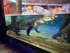 -迪拜水族馆及水下动物园