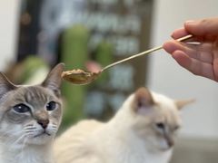-Cappucimeow猫咪咖啡馆(韦伯时代店)