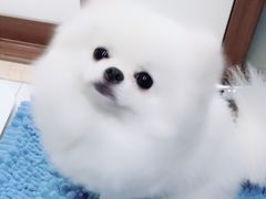 -PETKIT小佩宠物(昭化店)
