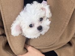 -萌宠之家·腊肠犬·马尔泰·小体犬舍