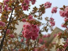 -武汉大学-樱园