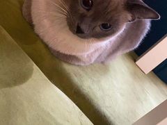 -滚猫咖啡·猫咖·猫友好撸猫(未来城店)