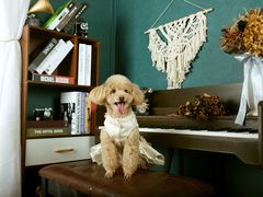 -超宠爱宠物摄影-Super pet