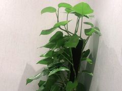 -锋味餐厅(空港复悦里店)