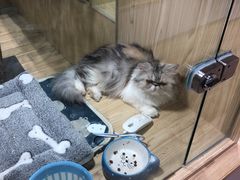 -屋虎猫馆(宝安大仟里店)