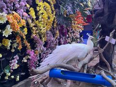 -正佳雨林生态植物园
