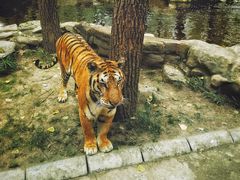 -北京野生动物园