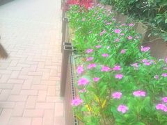 -西北湖绿化广场