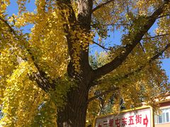 -三里屯东五街银杏大道
