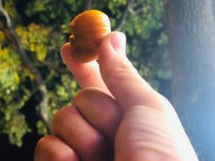 -阿男野栗王(金门路店)