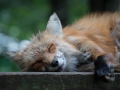 -宫城藏王狐狸村