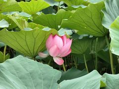 -莲花池公园