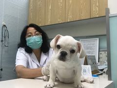 -瑞派·关忠动物医院·异宠专科·犬猫肿瘤·皮肤专科(望京店)