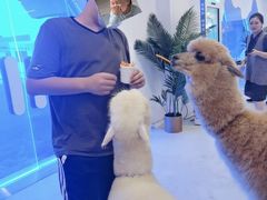 -Blue Concept Cafe&Farm·關於藍