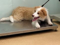 -瑞派·关忠动物医院·猫专科·犬专科(三环新城店)