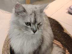 -平行世界·猫咖(首经贸店)