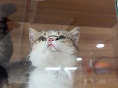 -喵百万·布偶·蓝金金渐层英短·猫舍(百子湾店)