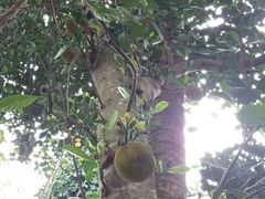 -红色娘子军纪念园