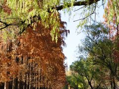 -同济大学本部学苑饮食广场