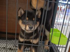 -柴犬小屋·柴餐厅·狗咖食堂(金鼎广场店)