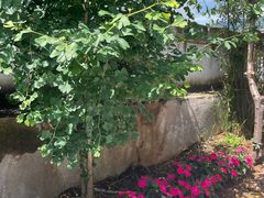 -蘑统田下·野生菌火锅