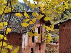 -南雄冯屋银杏山庄