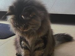 -老吴的猫·猫舍(新区店)