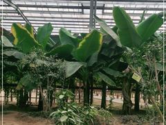 -呀路古热带植物园
